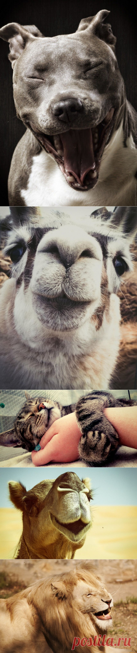 Фотографии счастливых животных, которые заставят вас улыбнуться | Дай лапку