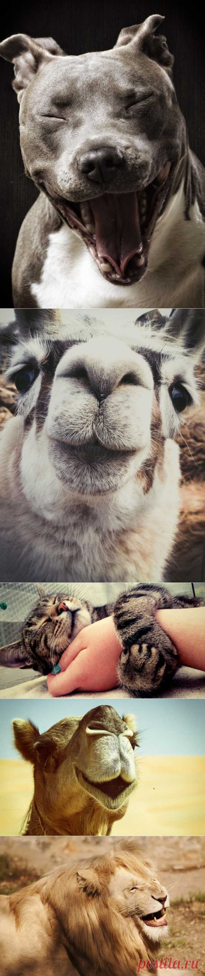 Фотографии счастливых животных, которые заставят вас улыбнуться | Дай лапку