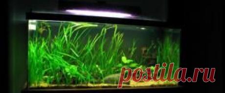 Растения аквариумные