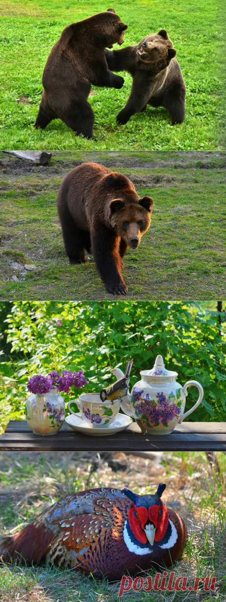 Яндекс.Фотки