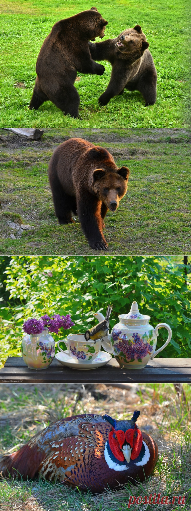 Яндекс.Фотки