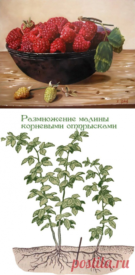 Способы размножения малины.
