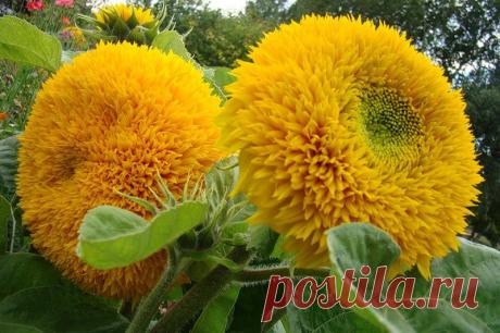 Декоративный подсолнух - солнце на клумбе :) / Цветы / 7dach.ru