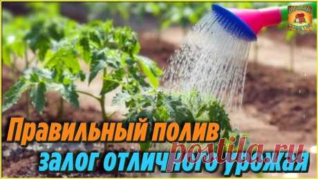 Как часто и как правильно поливать помидоры в теплице в зависимости от фазы роста Делюсь своими секретами
