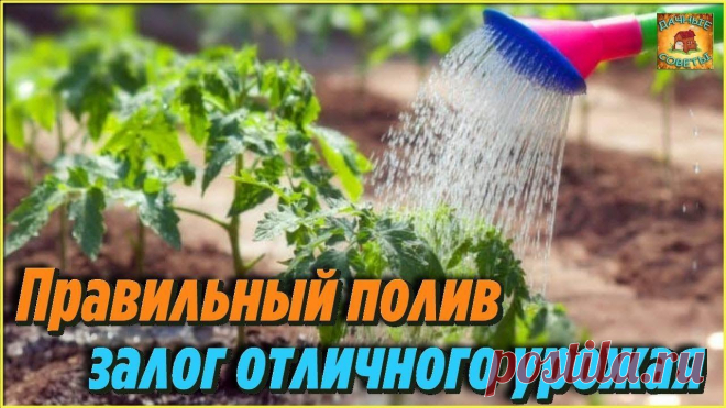 Как часто и как правильно поливать помидоры в теплице в зависимости от фазы роста Делюсь своими секретами