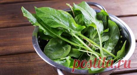 Не только щи – 10 интересных блюд со щавелем - Будет вкусно - 23 июля - 43686168874 - Медиаплатформа МирТесен Щавель издавна используется в кулинарии разных народов мира ради яркого кислого вкуса его продолговатых листочков. Еще в Древней Руси щавель был известен как "дикая свекла", а в неурожайные годы размолотые стебли и плоды щавеля добавляли не только в похлебку, но даже к муке при выпечке хлеба. - 23 июля - 43686168874 - Медиаплатформа МирТесен