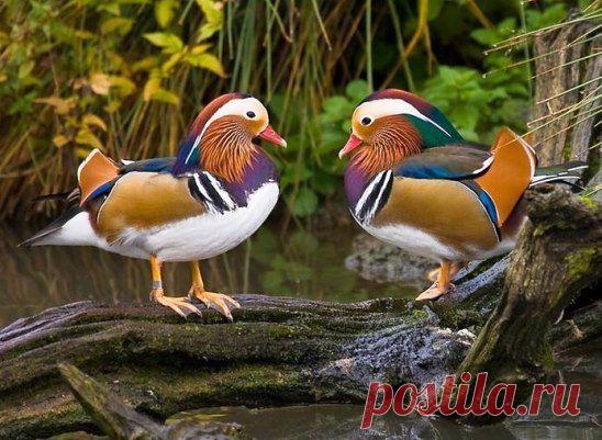 Красота!!!!!!!!!!!!!! Самая красивая утка - мандаринка.
