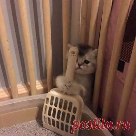 Животные, которые рассмешат вас