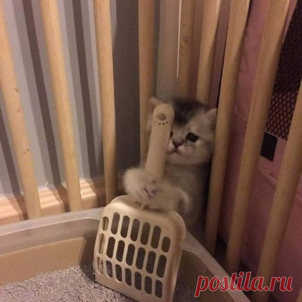 Животные, которые рассмешат вас