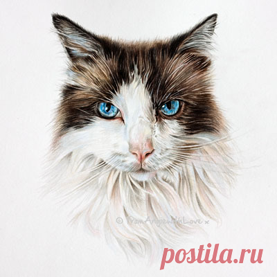 Кошачьи портреты карандашом