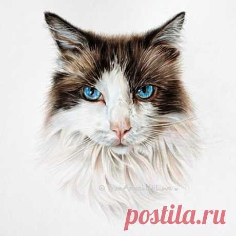 Кошачьи портреты карандашом