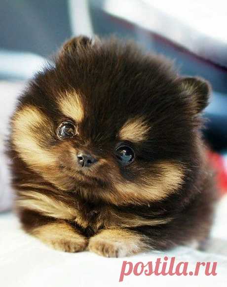 I'm a puff! - Imgur