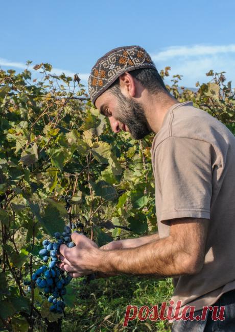 Гамарджоба, генацвале! Что означает эта фраза и почему ее не надо говорить при встрече | Кавказская пленница | Яндекс Дзен