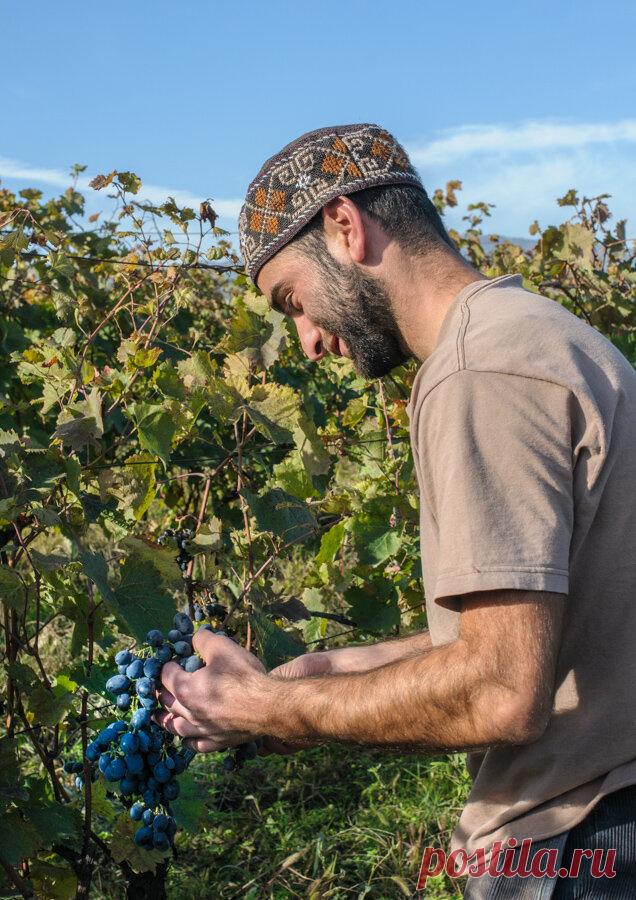 Гамарджоба, генацвале! Что означает эта фраза и почему ее не надо говорить при встрече | Кавказская пленница | Яндекс Дзен
