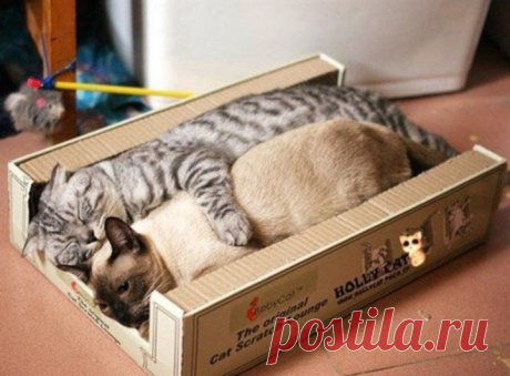 Упаковались! Какой кот не любит коробочки?