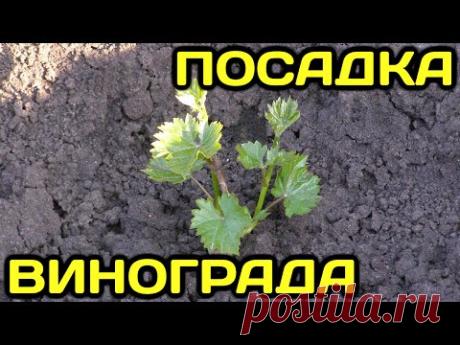Как посадить виноград весной (посадка саженцев черенков винограда, как правильно сажать виноград)
