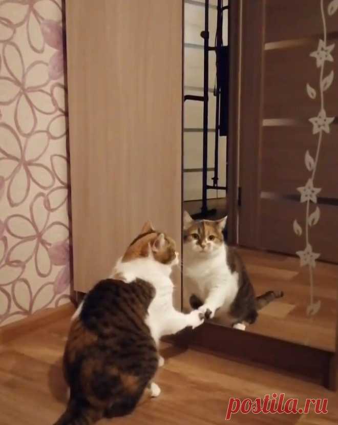 Моя семья сделала мне сюрприз в виде ужина, а наша кошка Милана ищет путь в Зазеркалье | О кошках и не только | Яндекс Дзен