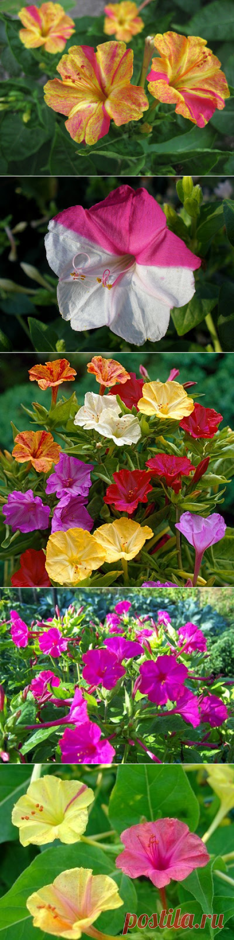 Ночная красавица (Мирабилис ялапа) – очень необычное и милое растение. Именем «ночная красавица» оно обязано своей удивительной особенности – ночному цветению. Его цветы распускаются только вечером, цветение продолжается всю ночь и сопровождается неповторимым ароматом.