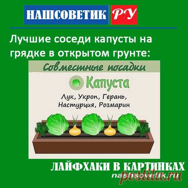 Лучшие соседи капусты на грядке в открытом грунте. По соседству с ними ваша капуста вырастет сильной и даст хороший урожай.