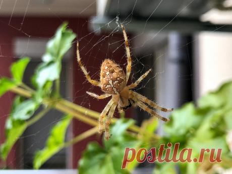 Опасен ли паук крестовик? Как выглядит и размножается? Фото — Ботаничка.ru