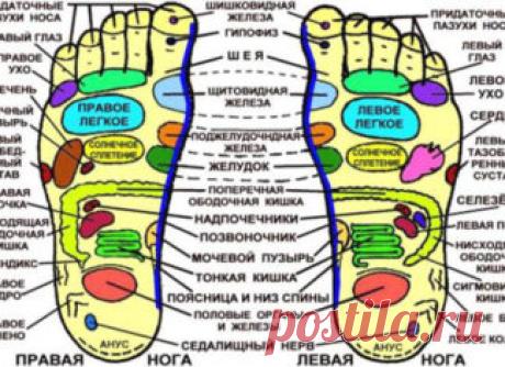 ТОЧКИ НА СТОПЕ И НАШИ ВНУТРЕННИЕ ОРГАНЫ!

Много столетий назад люди заметили интересный факт: те, кто много ходят босиком, обычно хорошо себя чувствуют и заметно здоровее остальных. На стопах человека находится более 70.000 нервных окончаний, образующими рефлексогенные зоны, которые связывают участки стопы с определенными внутренними органами, и с физиологическими системами