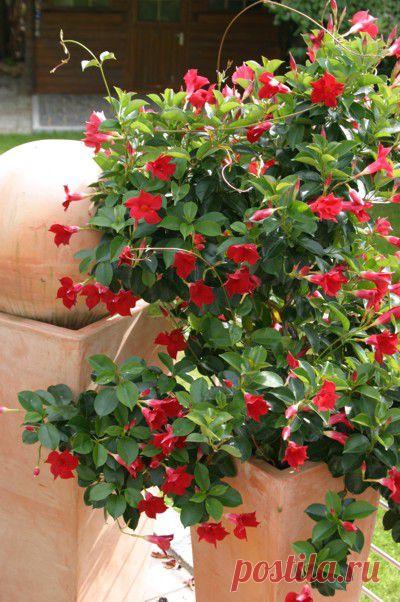 Дипладения - описание, размножение, уход, посадка, фото, применение в саду, сорта и виды