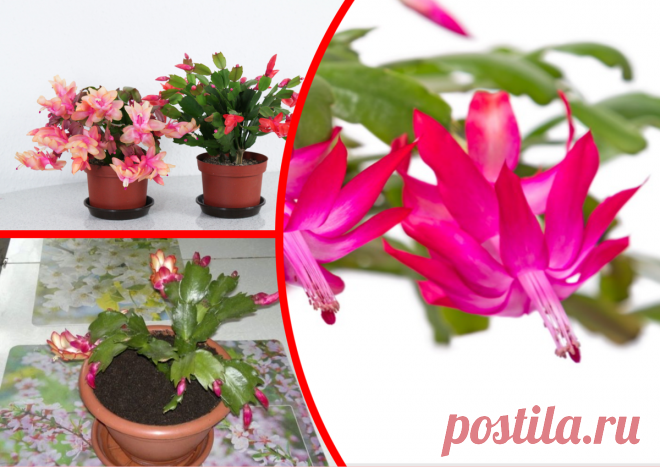 Если декабрист бедно цветет, пора вспомнить, когда вы последний раз откручивали ему сегменты. Причина может крыться в них | ДАЧКОМ: Дачный Комиссар | Яндекс Дзен