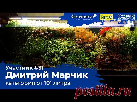 Травник 222 л Участник №31 в категории от 101 литра #Scalariki​ Aquascaping Contest 2021 - YouTube