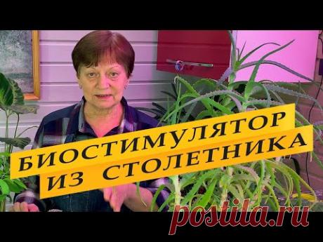 Стимулятор роста, подкормка для рассады и взрослых растений.