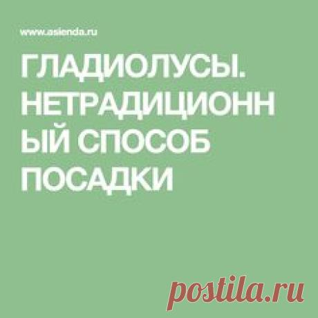 ГЛАДИОЛУСЫ. НЕТРАДИЦИОННЫЙ СПОСОБ ПОСАДКИ