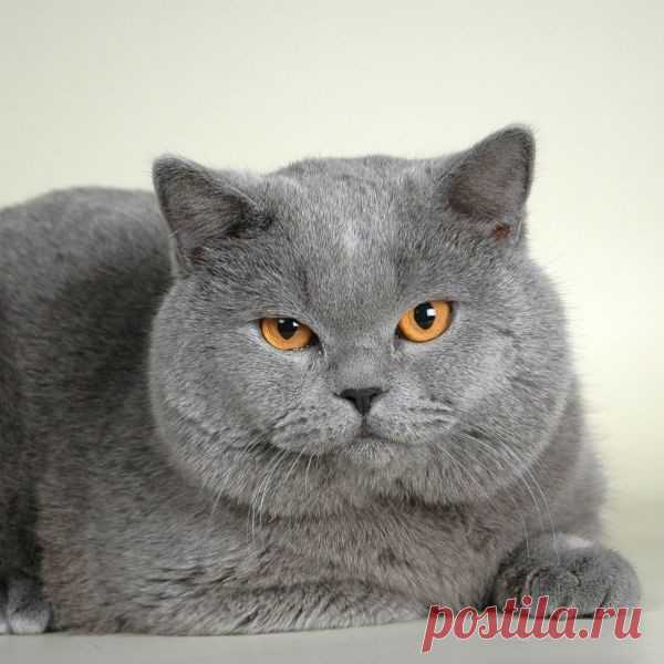 Особенности характера кошек