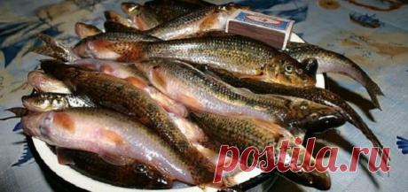 Как готовят пескарей настоящие рыболовы