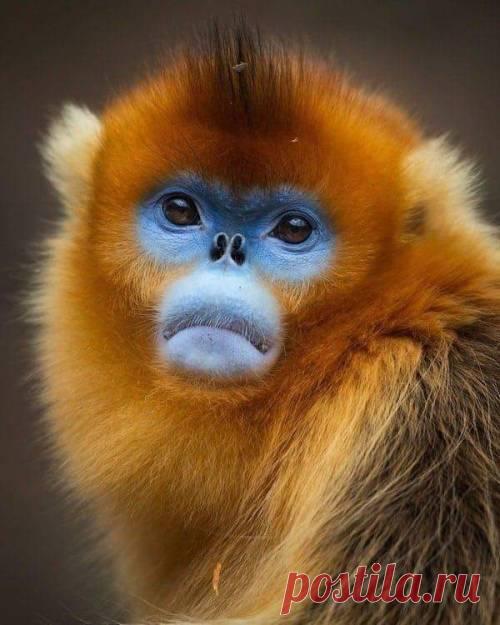 angelillo — Adorable monkey.