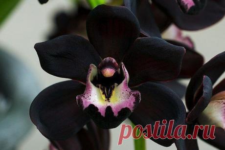 (1) Одноклассники