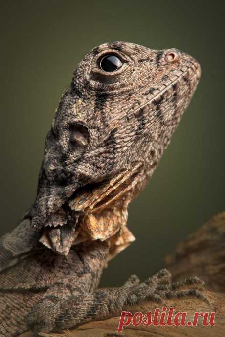 Захватывающий макромир «пришельцев из других миров»