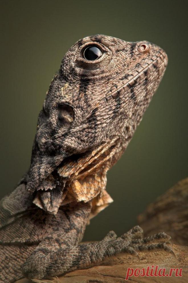 Захватывающий макромир «пришельцев из других миров»