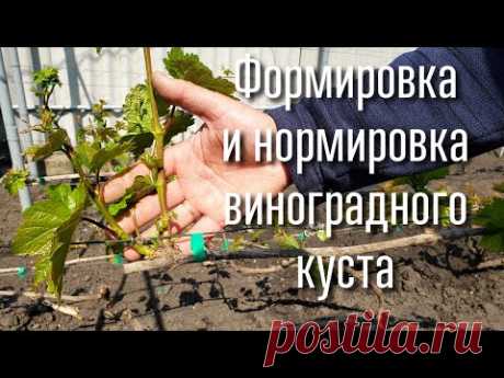 Как правильно сформировать куст винограда. Нормировка куста побегами