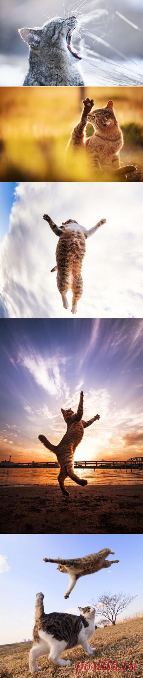 Мартовские коты | Давай поговорим