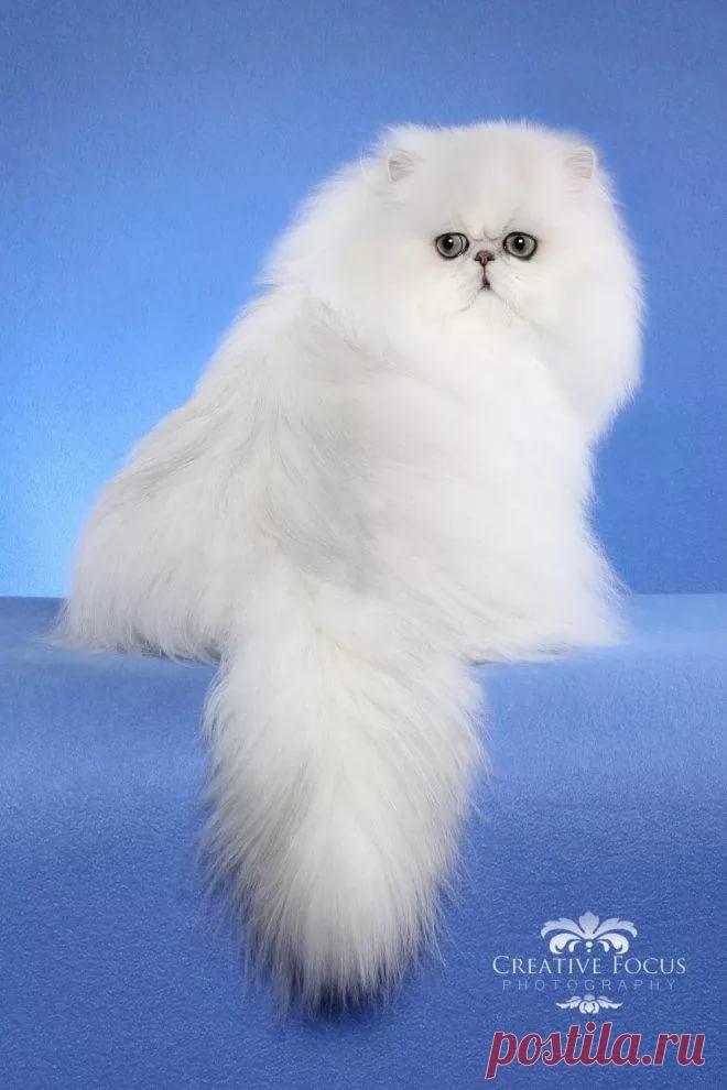 соцсети константин валерьевич сосницкий краснодар: 10 тыс изображений найдено в Яндекс.Картинках