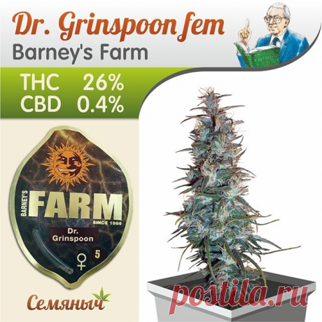 Dr. Grinspoon (Barney`s Farm)

Примечательный и «секретный» сорт каннабиса, ибо производители хранят тайну его создания «аки зеницу ока своего». Названный в честь знаменитого исследователя лекарственных свойств конопли Лестера Гринспуна, гибрид обладает нереально высоким содержанием ТГК. Эта классическая Сатива, при этом еще и весьма производительна, терпелива и ароматна. Однако стоит помнить, что штамм лучше всего выращивать в ауте, для индора растиха слишком вытянутая, а...