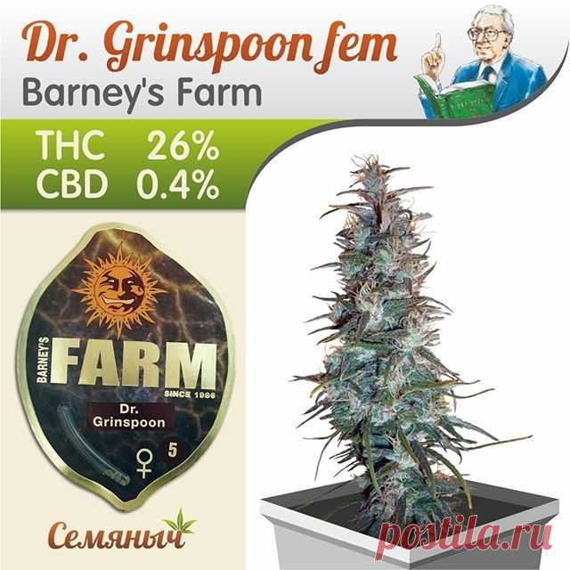 Dr. Grinspoon (Barney`s Farm)

Примечательный и «секретный» сорт каннабиса, ибо производители хранят тайну его создания «аки зеницу ока своего». Названный в честь знаменитого исследователя лекарственных свойств конопли Лестера Гринспуна, гибрид обладает нереально высоким содержанием ТГК. Эта классическая Сатива, при этом еще и весьма производительна, терпелива и ароматна. Однако стоит помнить, что штамм лучше всего выращивать в ауте, для индора растиха слишком вытянутая, а...