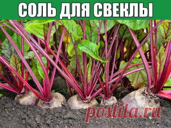 Соль для свеклы 

Свекла - культура неприхотливая, но несколько советов можно дать. Многие огородники не любят крупную свеклу. Если хотите получить овощ поменьше, сажайте не как обычно растения на расстоянии 8 - 10 см в ряду и 18 - 20 см в междурядьях, а сократите между рядами расстояние до 10 - 12 см. Я, кстати, не признаю посев свеклы прямо в грунт, сажаю ее только через рассаду (выращиваю в парничке). 

Когда высаживаю рассаду в грунт (5 - 6 июня), обязательно прищипыва...