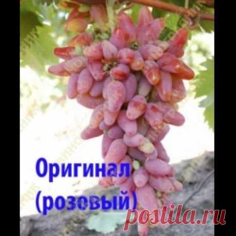 сорт Оригинал (розовый) на Виноградник Павленко