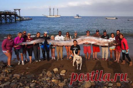 ФотоТелеграф » У берегов Калифорнии найдено морское чудовище длиной 5,5 метров