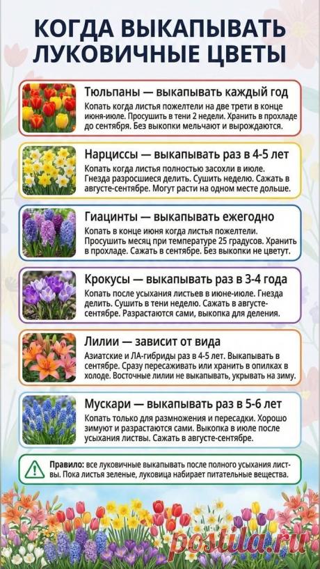 Когда выкапывать луковичные цветы
