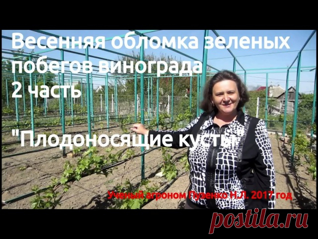 ВЕСЕННЯЯ ОБЛОМКА ПОБЕГОВ ВИНОГРАДА. 2 часть. ПЛОДОНОСЯЩИЕ КУСТЫ.