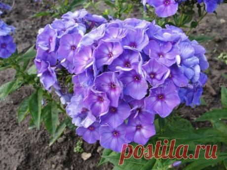 Шербурские зонтики - Флоксы ЦМ (коллекция № 2) - Флоксы (Цветоводы Москвы) - Интернет-магазин - clubcm.ru