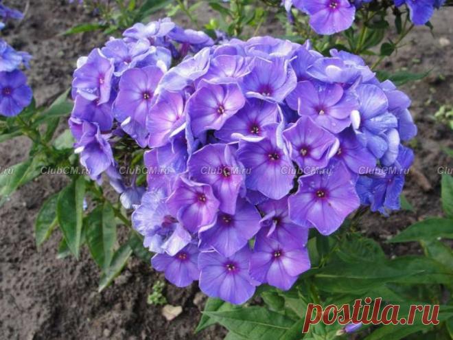 Шербурские зонтики - Флоксы ЦМ (коллекция № 2) - Флоксы (Цветоводы Москвы) - Интернет-магазин - clubcm.ru