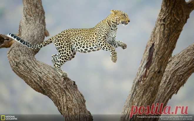 African_Leopard-National_Geographic_Wallpaper_1920x1200.jpg (1920×1200)