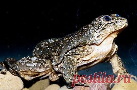 Титикакский свистун фото